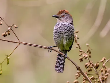 File:Choca-de-chapéu-vermelho (Thamnophilus ruficapillus) - Rufous-capped Antshrike (cropped).jpg