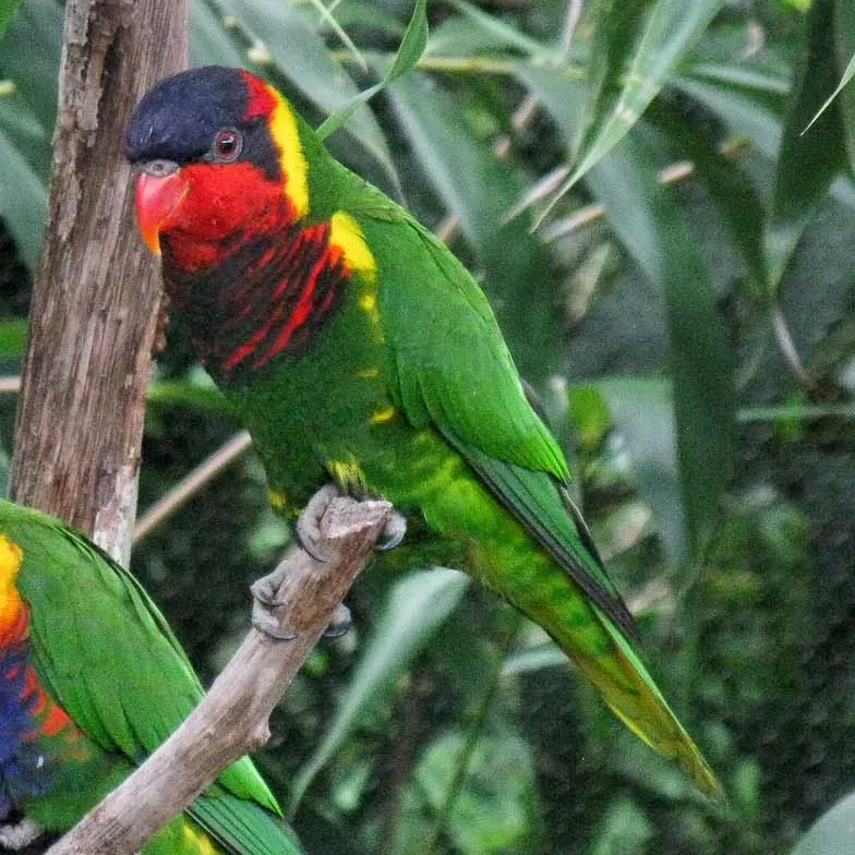 File:Trichoglossus ornatus -Nashville Zoo-8a-4c.jpg
