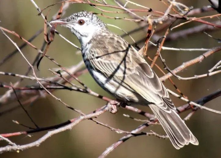File:Bar-breasted Honeyeater (Ramsayornis fasciatus) from rear (cropped).jpg