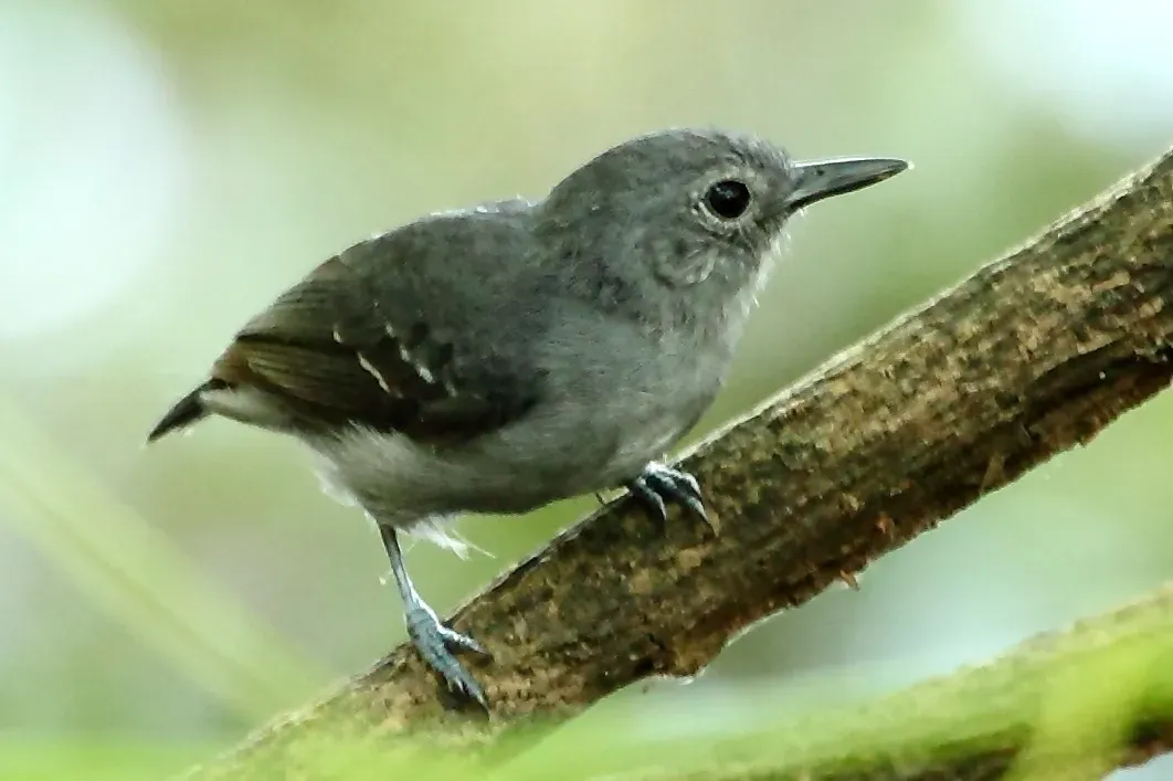 File:Myrmotherula assimilis - Leaden antwren (male) (cropped).jpg