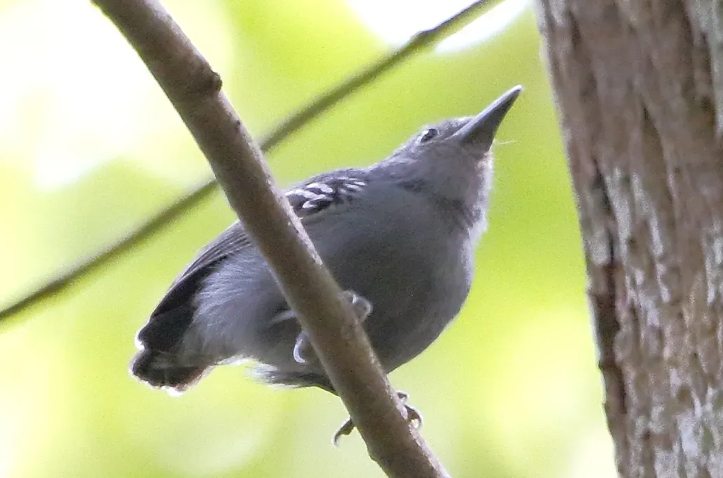 File:Myrmotherula menetriesii - Grey antwren (male) (cropped).jpg