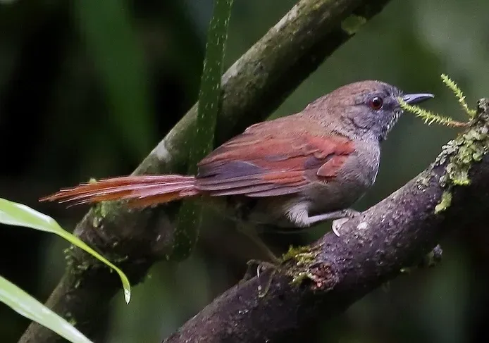 File:Synallaxis cinerascens - Grey-bellied Spinetail; Intervales State Park, São Paulo, Brazil (cropped).jpg