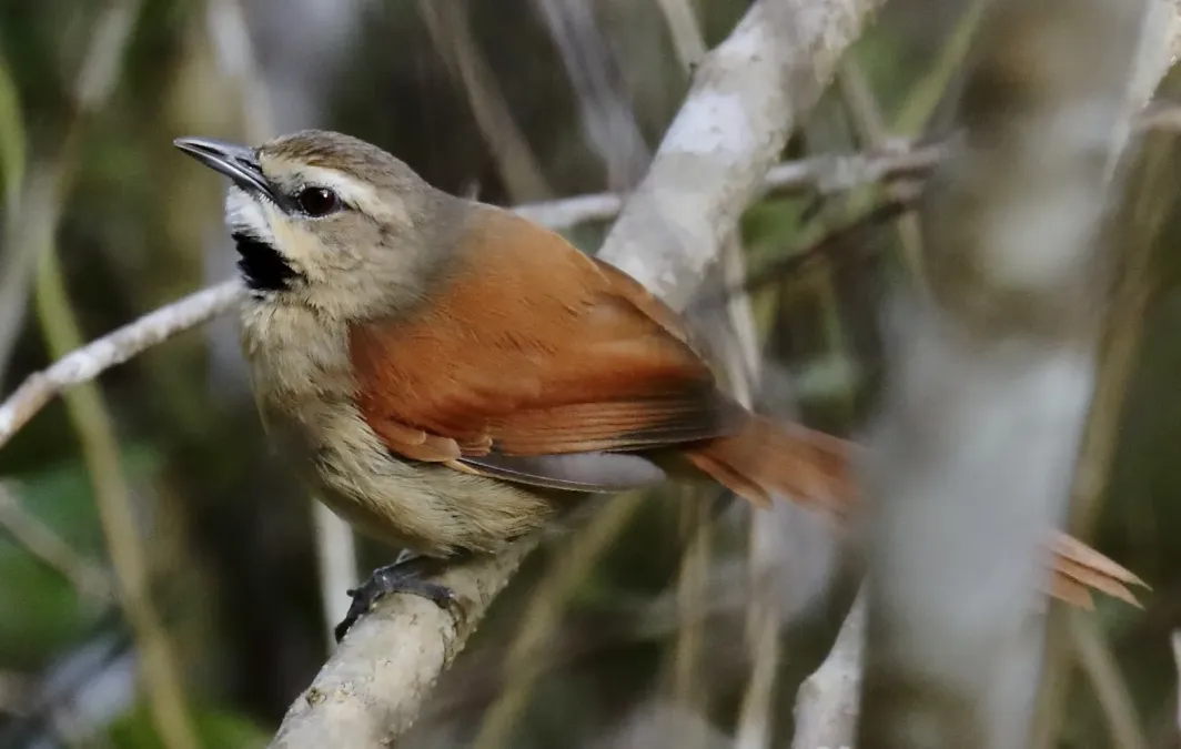 File:Synallaxis scutata - Ochre-cheeked Spinetail; Poções, Bahia, Brazil (cropped).jpg