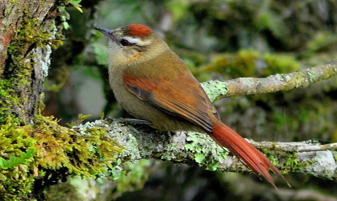 File:Arredio-pálido (Cranioleuca pallida) (cropped).JPG