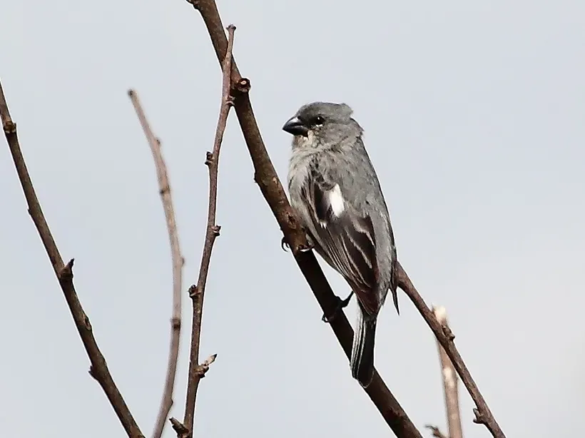 File:Sporophila plumbea - Plumbeous Seedeater (male); Serra da Canastra National Park, Minas Gerais, Brazil.jpg