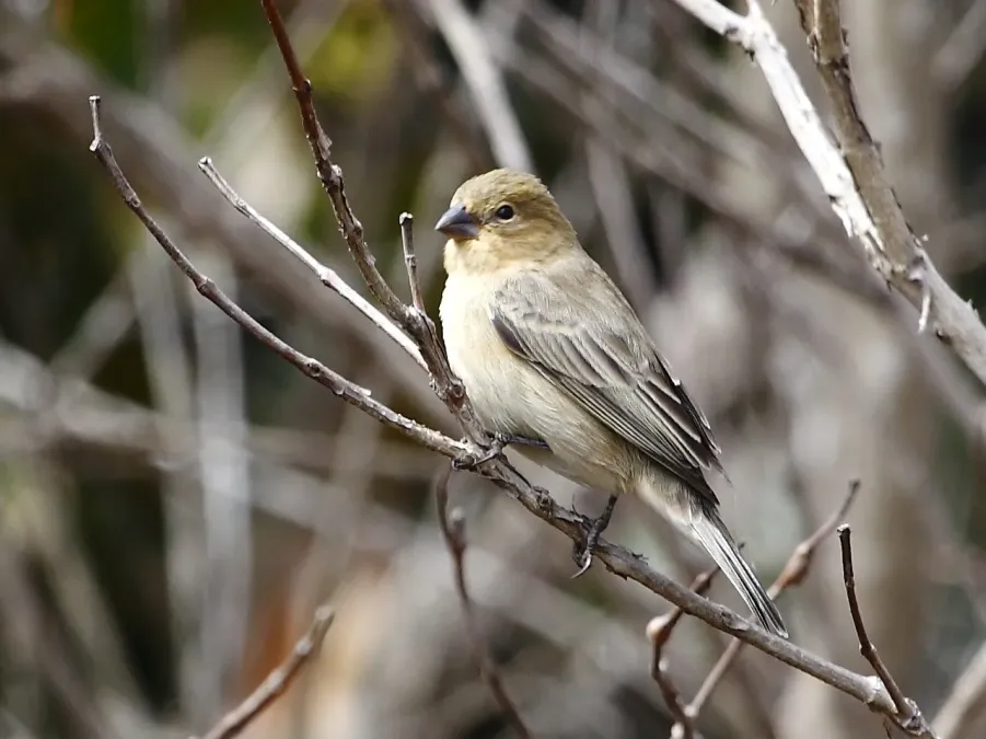 File:Sporophila plumbea - Plumbeous Seedeater (female); Serra da Canastra National Park, Minas Gerais, Brazil.jpg