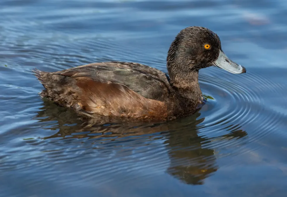 File:Aythya novaeseelandiae, Lake Victoria, Christchurch, New Zealand.jpg