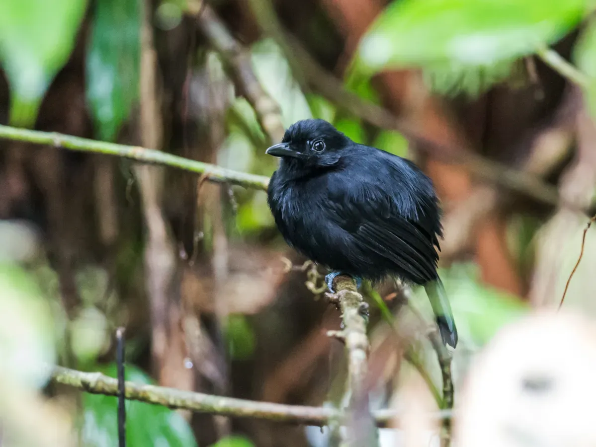 File:Thamnophilus praecox - Cocha Antshrike - male.jpg