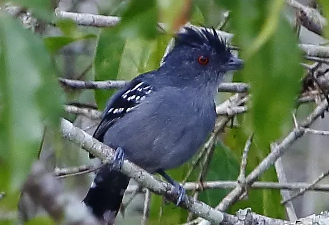 File:Thamnophilus stictocephalus - Natterer's slaty-antshrike (male) (cropped).jpg