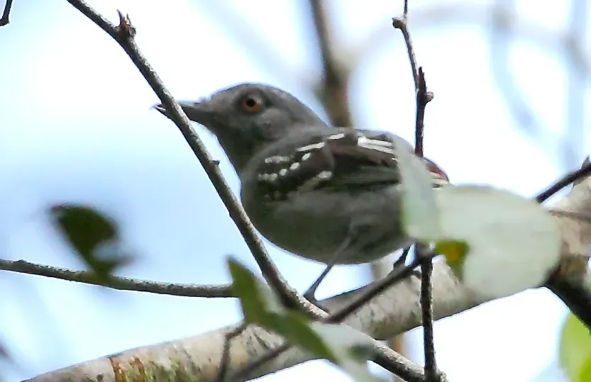 File:Thamnophilus punctatus - Northern slaty antshrike (male) (cropped).jpg