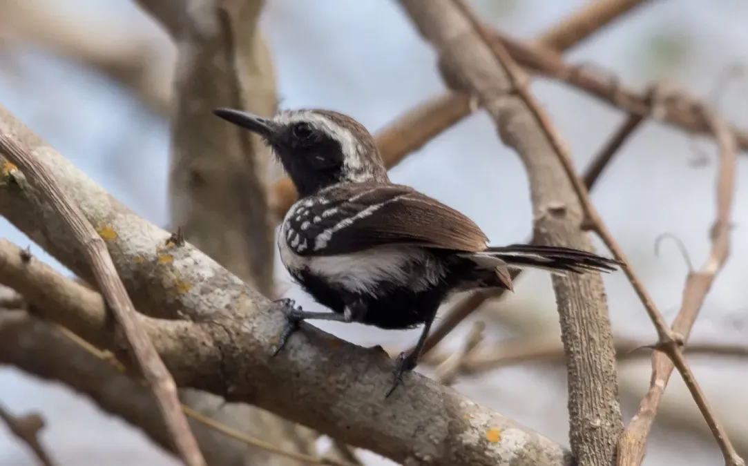 File:Formicivora intermedia (cropped).jpg