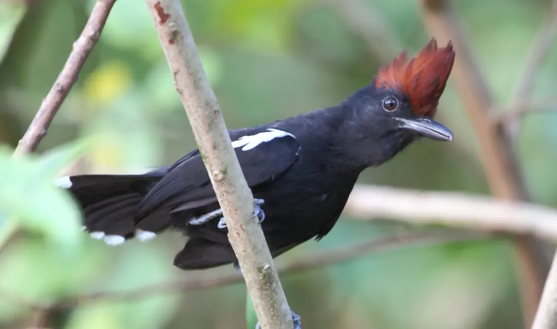 File:Sakesphorus luctuosus - Glossy Antshrike (cropped).JPG