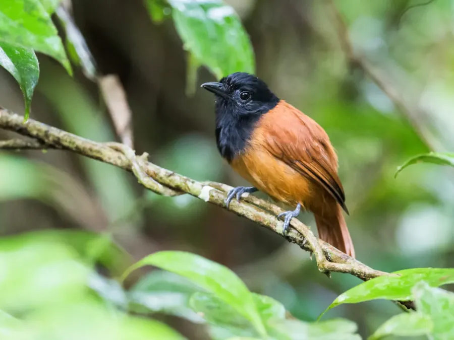 File:Thamnophilus praecox - Cocha Antshrike - female (cropped).jpg