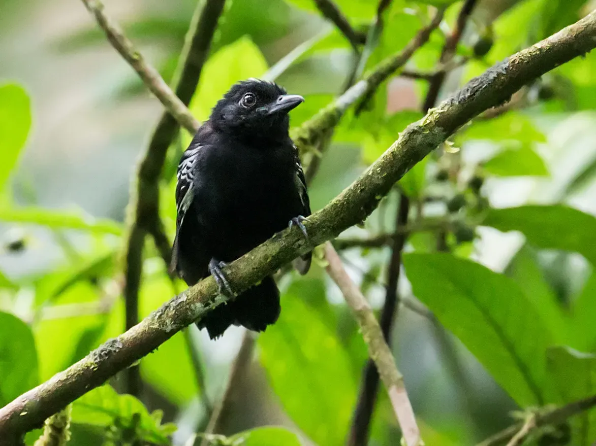 File:Thamnophilus cryptoleucus - Castelnau's Antshrike (cropped).jpg