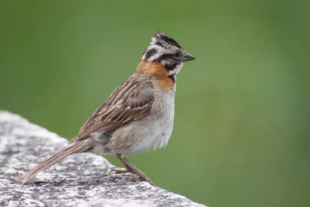File:Zonotrichia capensis -Buenos Aires, Argentina-8.jpg