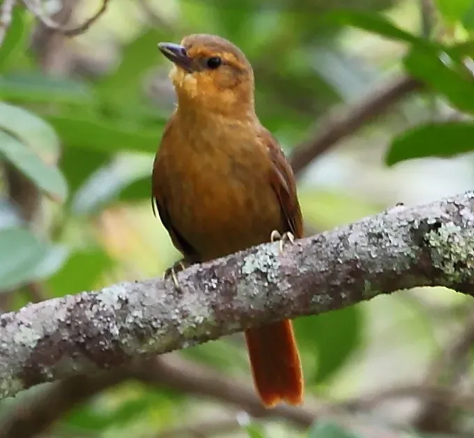 File:Syndactyla dimidiata - Planalto foliage-gleaner (cropped).JPG