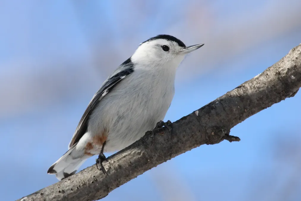 File:Sitta carolinensis CT.jpg
