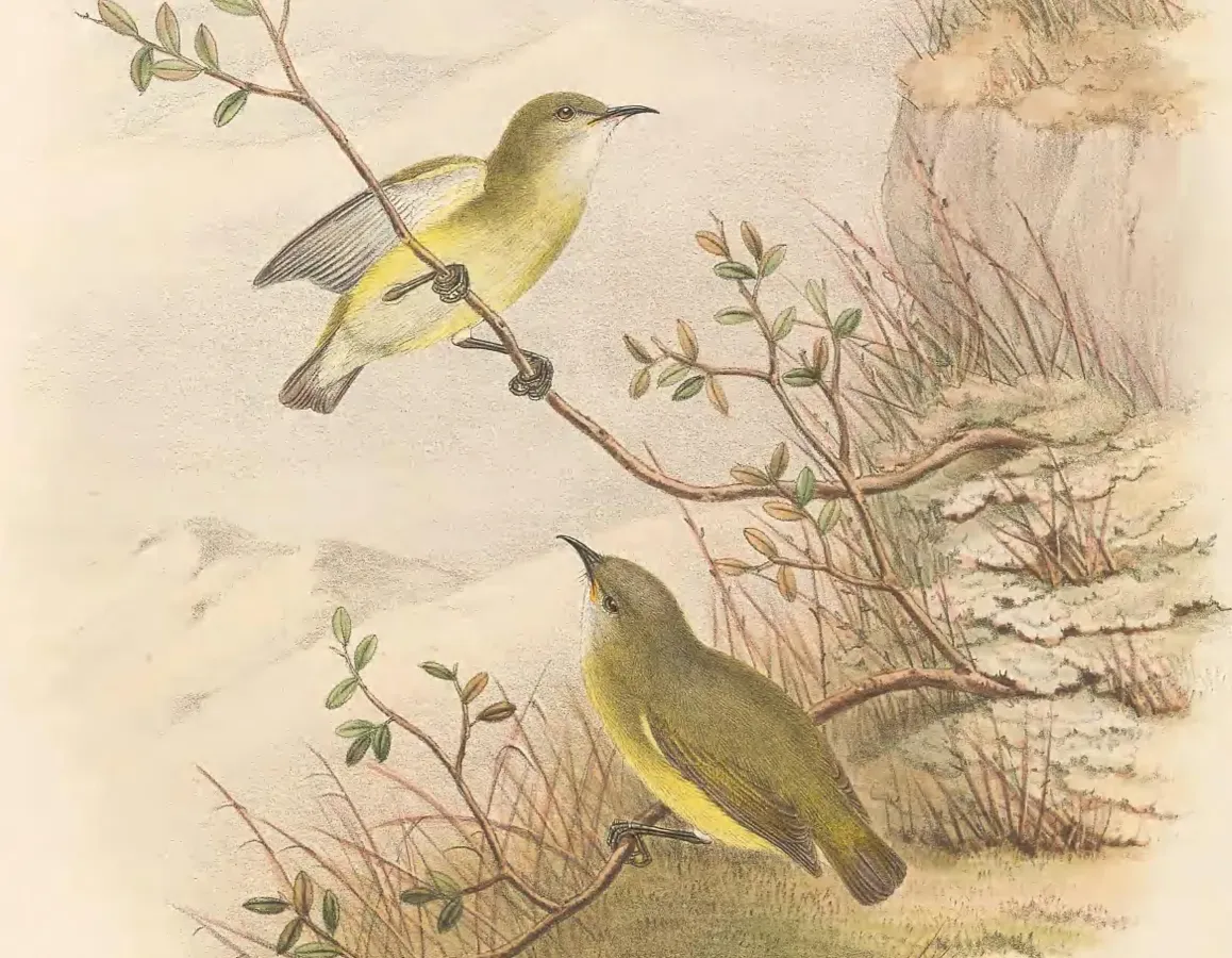 File:Oedistoma pygmaeum - The Birds of New Guinea (cropped2).jpg