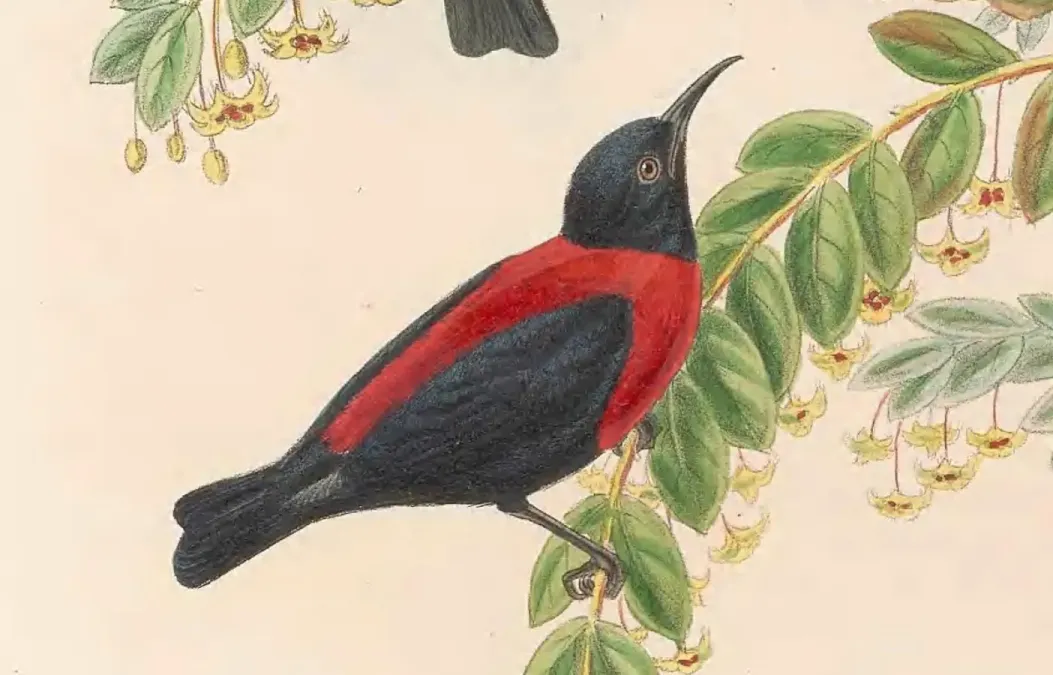 File:Myzomela rosenbergii - The Birds of New Guinea (cropped).jpg