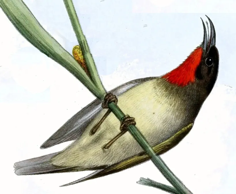 File:Myzomela sclateri (cropped).jpg
