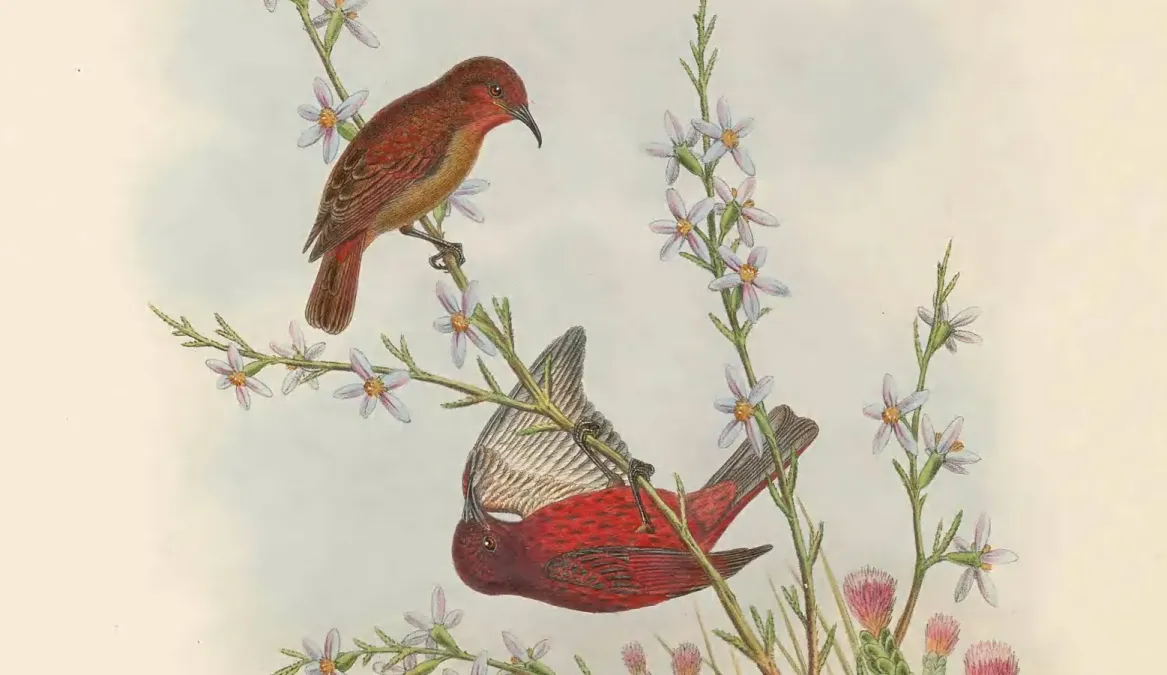 File:Myzomela erythrina - The Birds of New Guinea (cropped).jpg