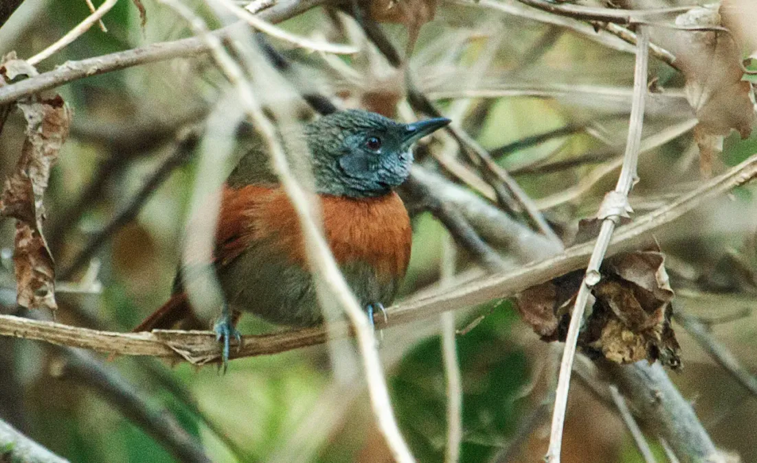File:Synallaxis erythrothorax - Rufous-breasted Spinetail (cropped).jpg
