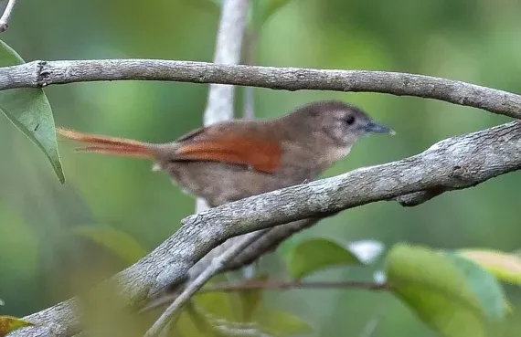 File:Synallaxis gujanensis - Plain-crowned Spinetail; Careiro da Várzea, Amazonas, Brazil (cropped).jpg