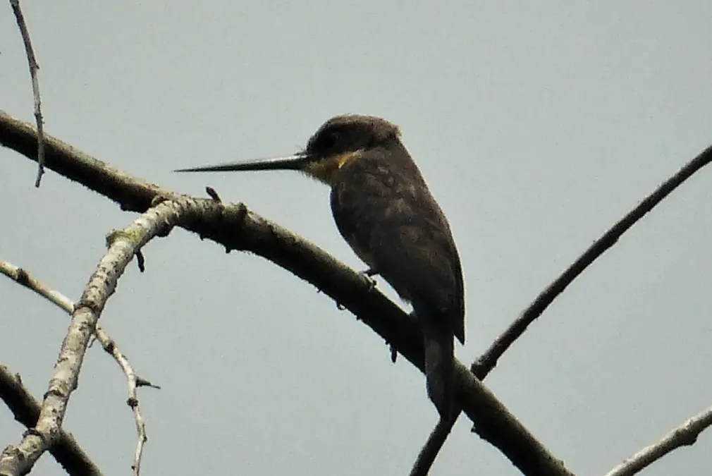 File:Dusky-backed Jacamar Brachygalba salmoni (43022365571) (cropped).jpg