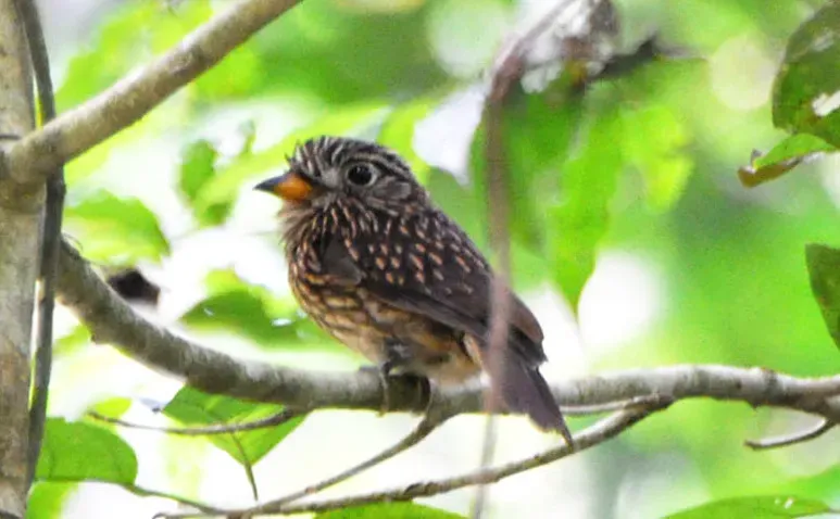 File:Malacoptila fusca (cropped2).jpg