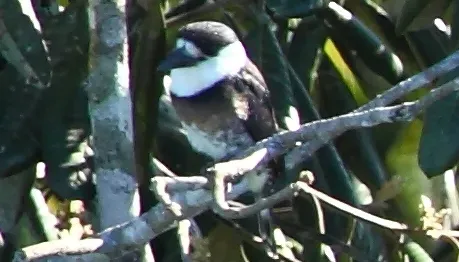 File:Notharchus ordii - Brown-banded Puffbird (cropped).JPG