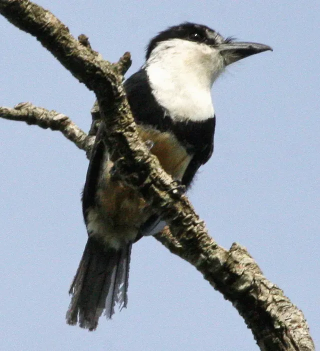 File:Notharchus swainsoni - Buff-bellied puffbird (cropped).jpg