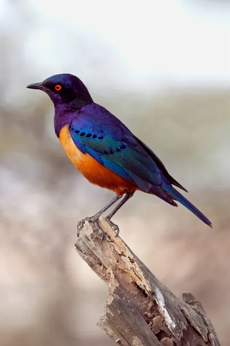 File:Lamprotornis hildebrandti -Tanzania-8-Carschten.jpg