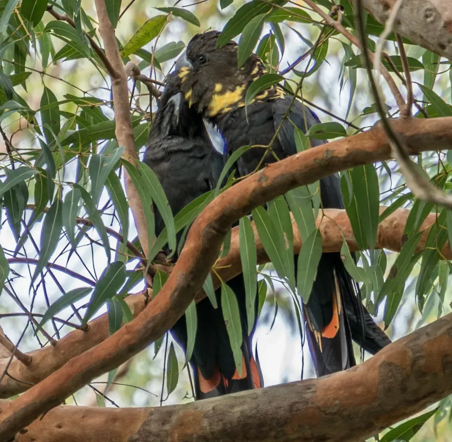File:Calyptorhynchus lathami Glossy Black Cockatoo pair 03.jpg