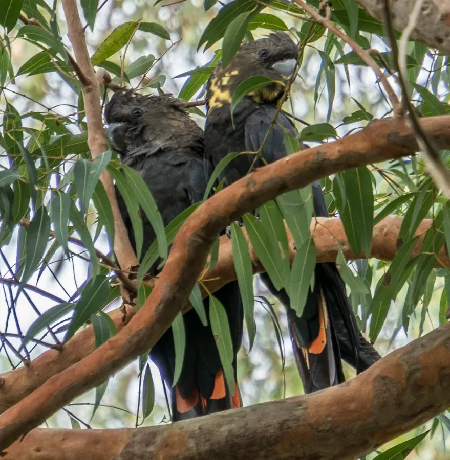 File:Calyptorhynchus lathami Glossy Black Cockatoo pair 02.jpg