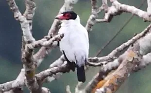 File:Tityra cayana - Black-tailed Tityra (male) (cropped).JPG