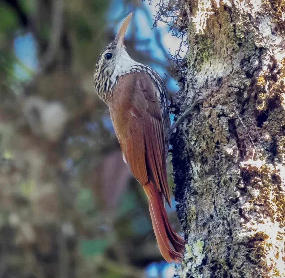 File:Lepidocolaptes falcinellus - Scalloped Woodcreeper; Monte Verde, Camanducaia, Minas Gerais, Brazil (cropped).jpg