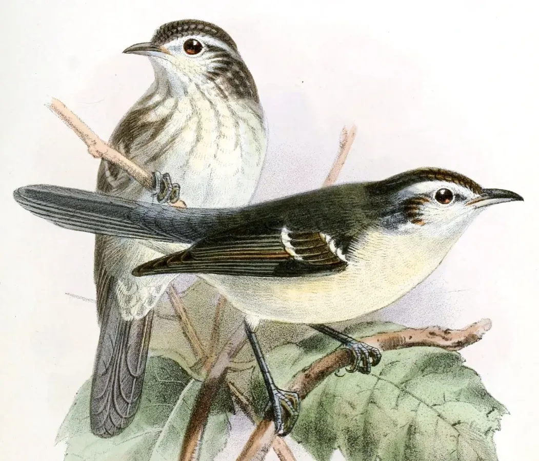 File:XenerpestesMinlosiKeulemans (cropped).jpg