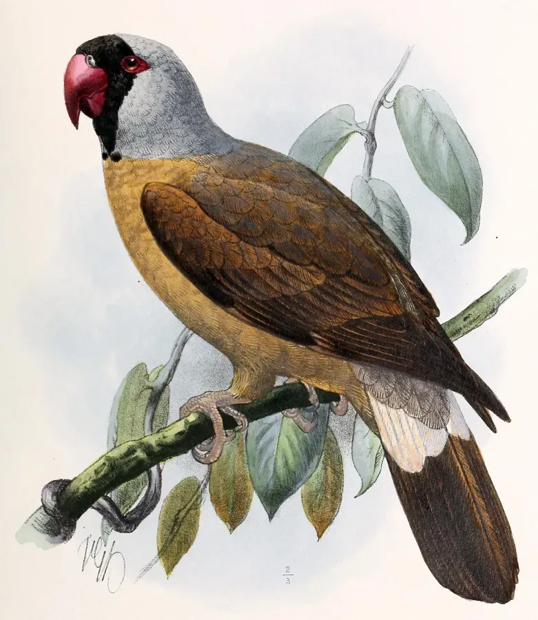 File:Keulemans Mascarinus 1893.jpg