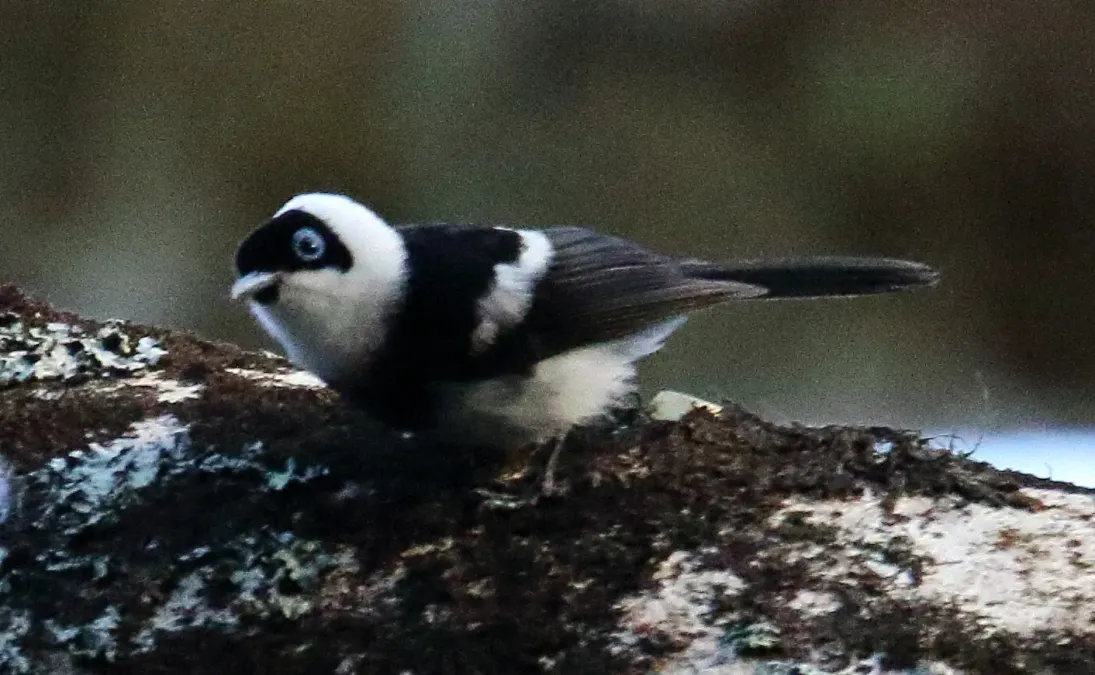File:Pied Monarch (Arses kaupi) (31416078985) (cropped).jpg