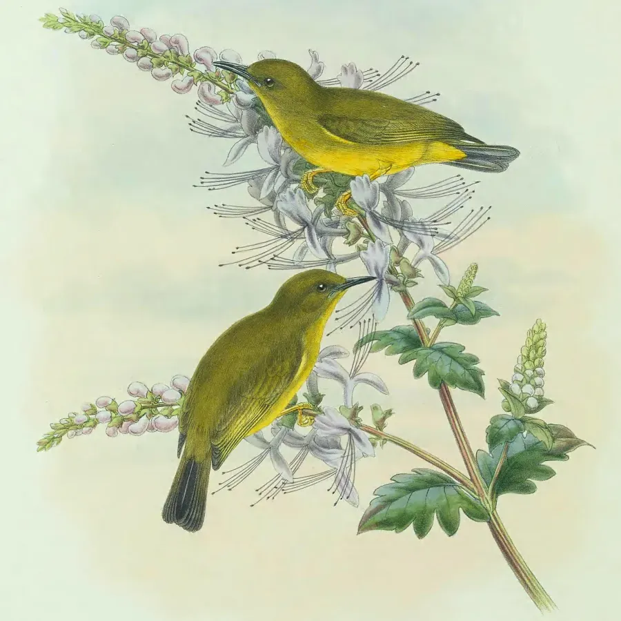 File:Zosterops rendovae - The Birds of New Guinea 2.jpg