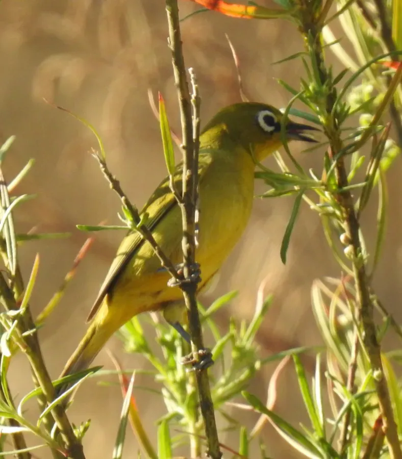 File:Zosterops virens virens 95046709.jpg