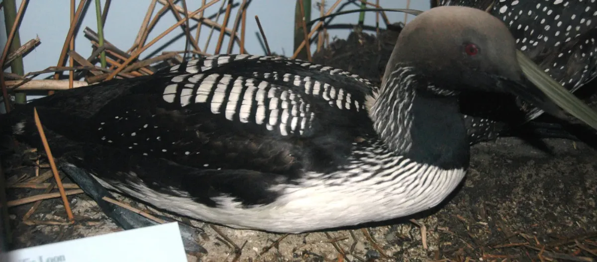 File:Gavia pacifica (Pacific loon).jpg