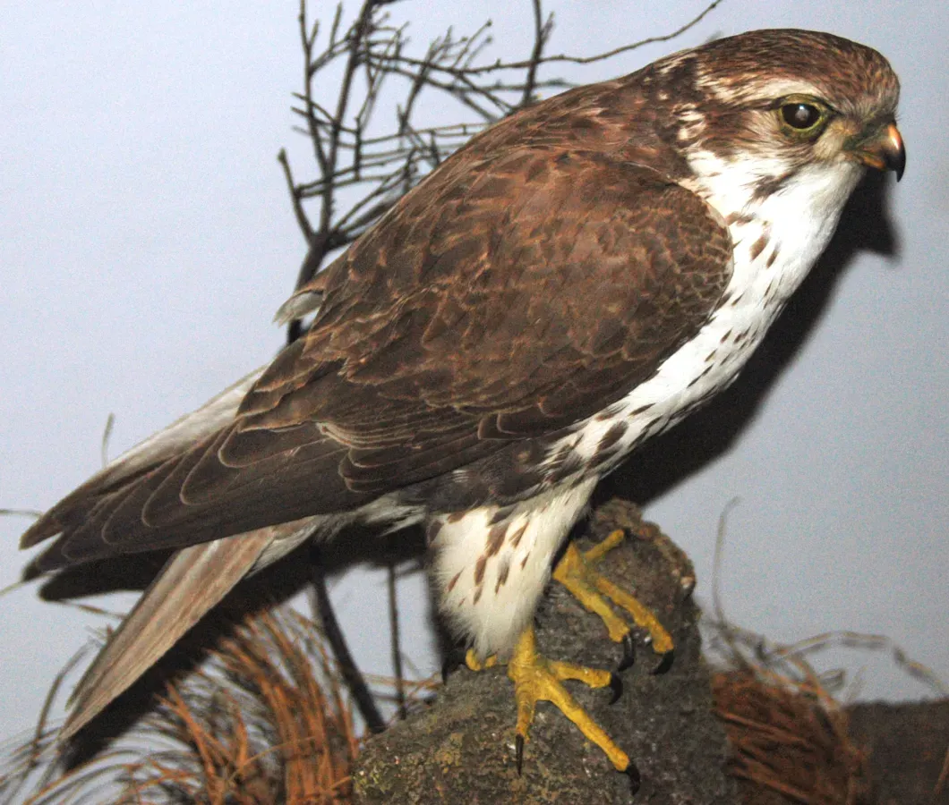 File:Falco mexicanus (prairie falcon).jpg