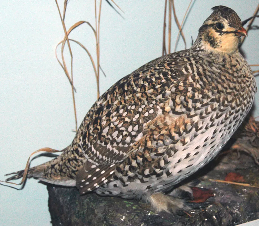 File:Tympanuchus phasianellus (sharp-tailed grouse).jpg