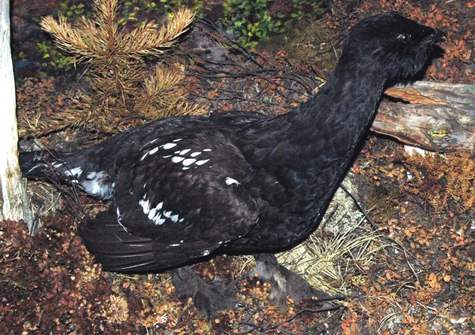 File:Tetrao urogalloides (black-billed capercaillie) 2.jpg
