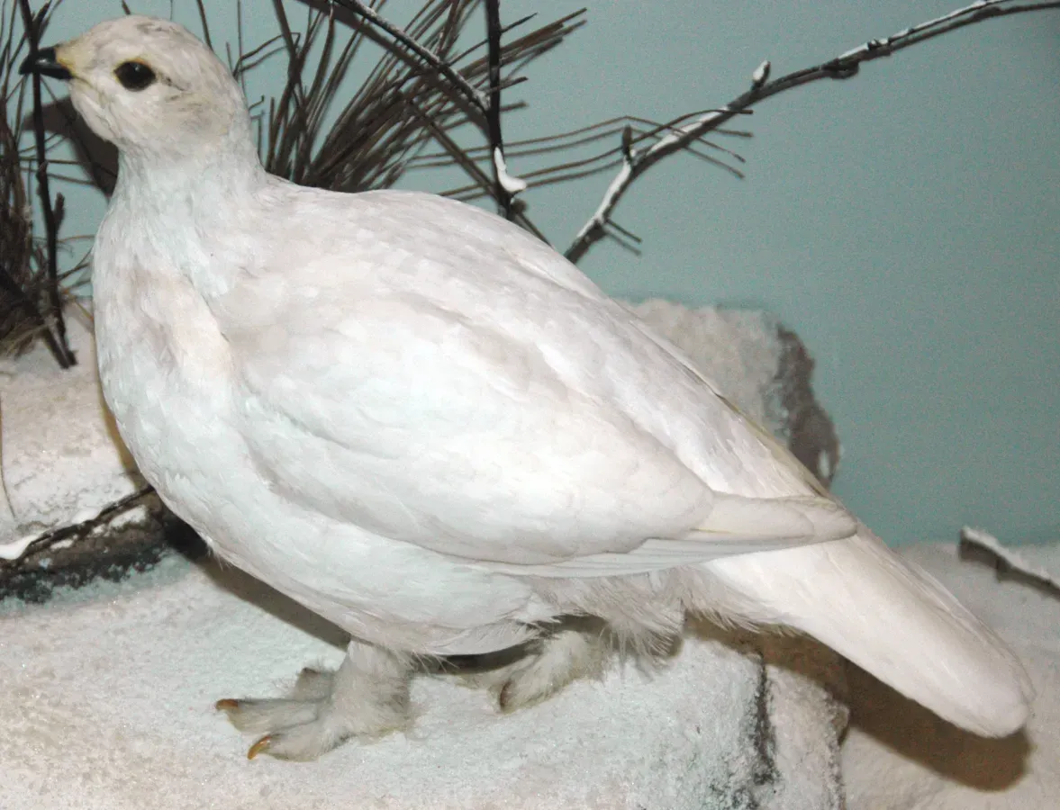 File:Lagopus leucura (white-tailed ptarmigan) 2.jpg