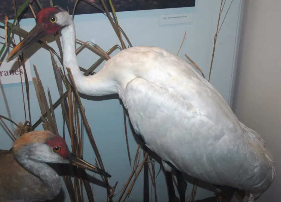 File:Grus americana (whooping crane).jpg