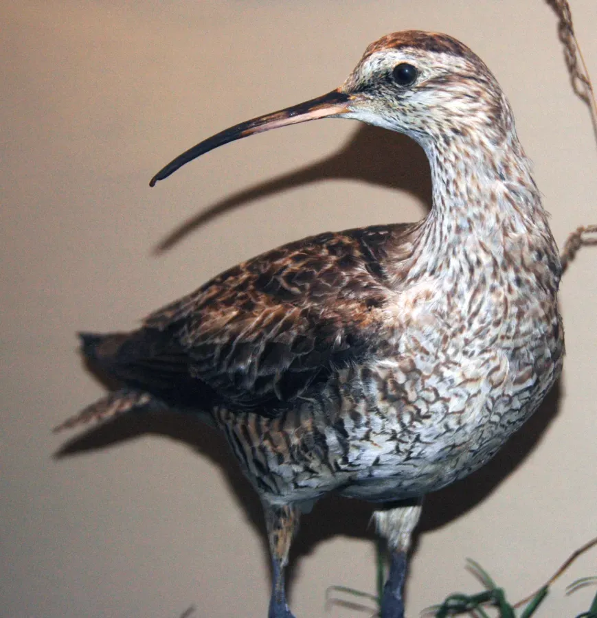 File:Numenius borealis (Eskimo curlew) 1.jpg
