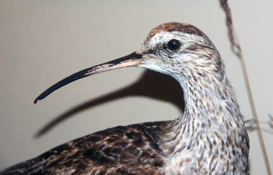 File:Numenius borealis (Eskimo curlew) 2.jpg