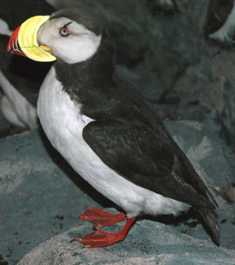 File:Fratercula corniculata (horned puffin).jpg